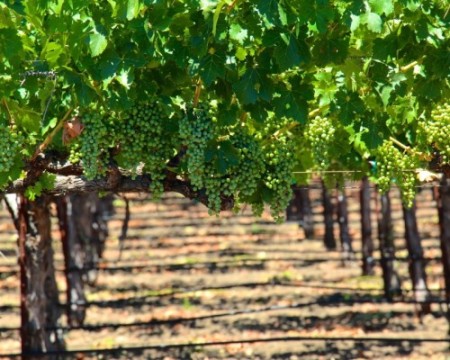 A vineyard with green grapes hanging from the branches.